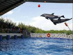 Namun potensi yang tersebut masih kurang didukung oleh kemudahan akses. Pesona Pantai Sigandu Batang Dengan Dolphin Center Nya Boladiens Adventure