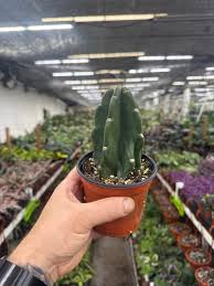 Image result for Cereus jamacaru