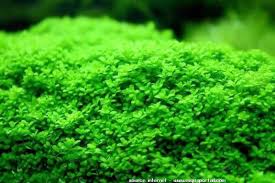 Kalau riccia flitans ini merupakan jenis tanaman yang bisa mengapung atau bukan jenis tanaman karpet seperti fissiden moss. Jenis Tanaman Karpet Aquascape Aquabebe