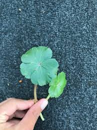 Image result for Hydrocotyle ranunculoides