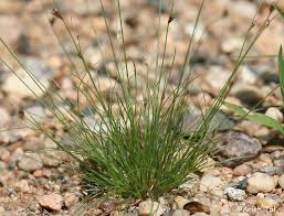 Image result for Bulbostylis hispidula