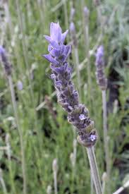Image result for Lavandula dentata