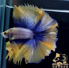 Pin By Stephanie Guardamondo On Just Keep Swimming Betta Fish Betta Beautiful Fish
