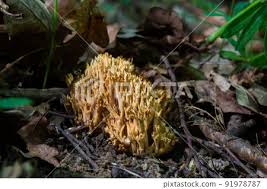 Image result for Ramaria stricta