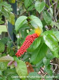 Image result for Combretum acutifolium