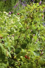 Buy privet shrubs, bushes&hedges and get the best deals at the lowest prices on ebay! Companion Planting With Raspberries Good Companion Plants For Raspberry Bushes