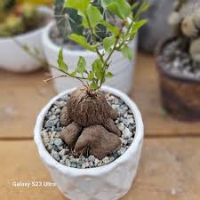 Image result for Dioscorea dregeana