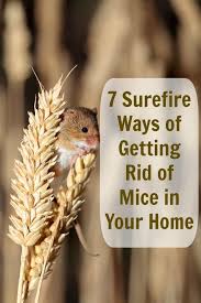 In other words, it's most humane to trap and kill or relocate mice as soon as possible to minimize the numbers that must be dealt with. Pin On Cleaning Ideas Home Remedies