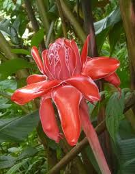Maka dari itu, kami akan memberikan gambar idul adha 2021 & kata ucapan selamat idul adha. 89 Gambar Daun Honje Hd Gambar Pixabay