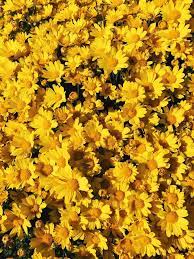 Find over 100+ of the best free yellow aesthetic images. Dark Yellow Kim Taehyung Profile Aesthetic Army S Amino
