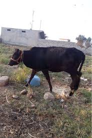 Pin By Pets عربي On Farm Animals حيوانات المزرعة Animals Cow