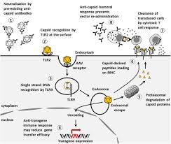 Image result for White 1999 AAV