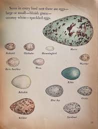 Birds 🦢 By Jane Werner Watson, Illustrated by Eloise Wilkin 🦉 A Big  Golden Book 📚 1958 🦩