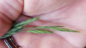 Image result for Bromus catharticus