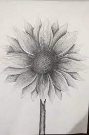 Sunflower In Pencil Sunflower Drawing Sunflower Sketches Art Drawings Sketches Pencil
