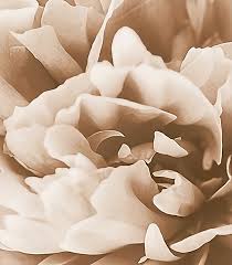 Emile Dupré : avis de décès du 9 novembre 2015