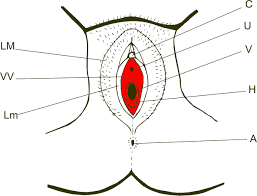 Vestibulodynia — The SexMed Advocate