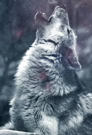 Wolf Howling Lone Wolf Baby Wolves Baby Foxes Bull Riding Hunting Outdoors  Deer Red Wolves Doberman Pinscher Bass Fishing… | Wolf Dog, Wolf Spirit  Animal, Wolf Love