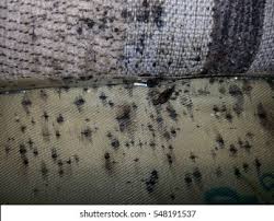 Image result for bed bugs droppings