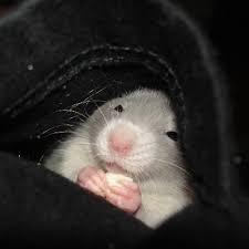 Funny fluffy hamster near pet house with one hamster inside on grey background. Aestheticgoldx Um Blog No Tumblr Nunca Perca Um Post De Aestheticgoldx Crie Gifs Participe Dos Bate Papos Em Grupo E Encontre A Sua Comunidade So No Aplicativo Baixe O Aplicativo Nao Obrigado 1 5 Milhoes De Classificacoes 277 Mil Classificacoes