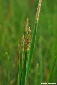 Image result for Eleocharis acutangula