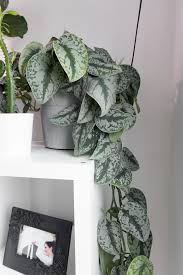Maybe you would like to learn more about one of these? Your Scindapsus Pictus Care And Propagation Guide