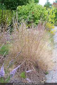 Image result for Andropogon schirensis