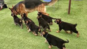 Search for pics of german shepherd puppies. German Shepherd Puppies 8 Weeks And Dad Play 2020 Youtube
