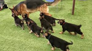 We did not find results for: German Shepherd Puppies 8 Weeks And Dad Play 2020 Youtube