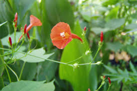 Image result for Ipomoea hederifolia