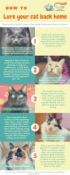 If they start to meow again, look or walk away. Tips To Lure A Cat Back Home Pet Fbi