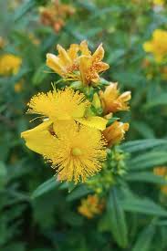 Image result for Hypericum