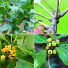 Image result for Uapaca nitida