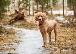 Image result for poodle