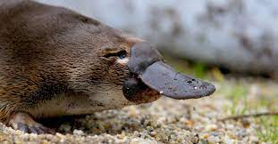 Yes, i believe that you're thinking of the platypus. El Estimulo El Ornitorrinco Enfrenta Amenaza De Extincion Por Cambio Climatico