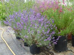 Check spelling or type a new query. Growing Lavender In Northern California Finegardening