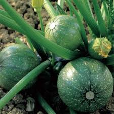 Maybe you would like to learn more about one of these? Giardinauta Coltivando Il Tuo Pollice Verde