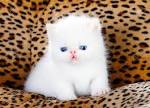 Persian cat - Wikipedia