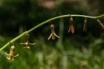 Image result for Dipcadi longifolium