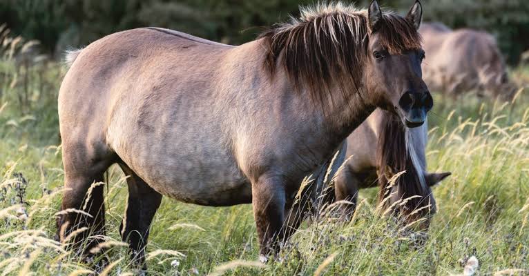 Wild horses in the fields in Wassenaar The Netherlands. · Free Stock Photo