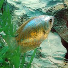 A 2 long young female. Neon Dwarf Gourami Female 10pcs Fishplay