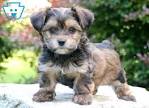 3 Yorkie Poo Puppies for Sale in Louisville, Kentucky ...