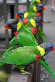 It is a popular tourist attraction in the country, receiving an annual average of 200,000 visitors. Pet Birds Bird Kuala Lumpur