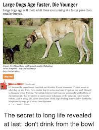 Large Dogs Age Faster Die Younger Large Dogs Age As If Their Adult Lives Are Running At A Faster Pace Tharn Smaller Breeds A Large Breed Great Dane Sniffs A Much Smaller Chihuahua