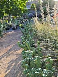 Many succulents look like cacti, but are not. Pin On Succulent Destinations
