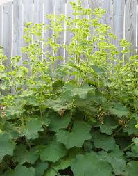 Image result for Alchemilla johnstonii
