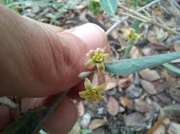 Image result for Adenia repanda