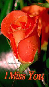 Birlesen Gonuller Community Google Beautiful Rose Flowers Beautiful Roses Beautiful Flowers