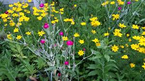 We did not find results for: Bee Balm Alliums To Zinnias A Journey Of Two New Jersey Gardeners