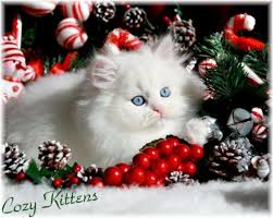 Cute Christmas Kitten Wallpapers Christmas Kitten Kitten Wallpaper Christmas Cats